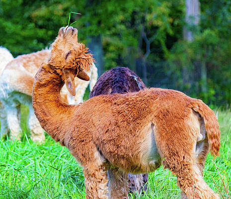 Funny Photograph - Yoga Alpaca by Jonny D