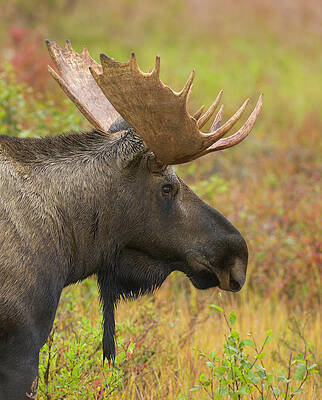 Wall Art featuring the photograph Young Bull Moose In Fall Tundra, Alaska by Eastcott Momatiuk
