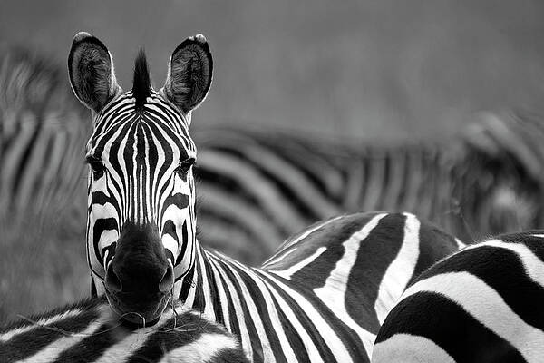 Zebra Wall Art - Photos.com