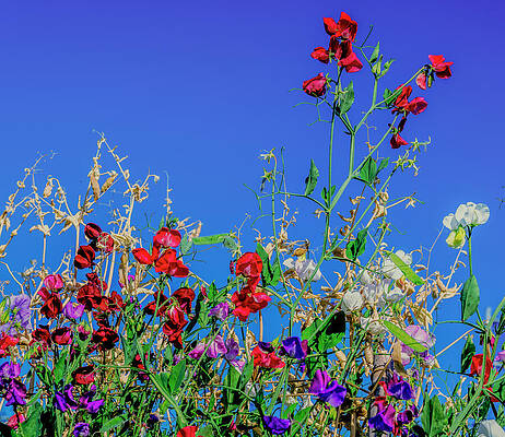 British Columbia Photograph - 0316 Flower Garden North Vancouver FV100 by Neptune Images