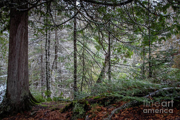 Landscape Photograph - 0867_In The Woods by Mark Triplett