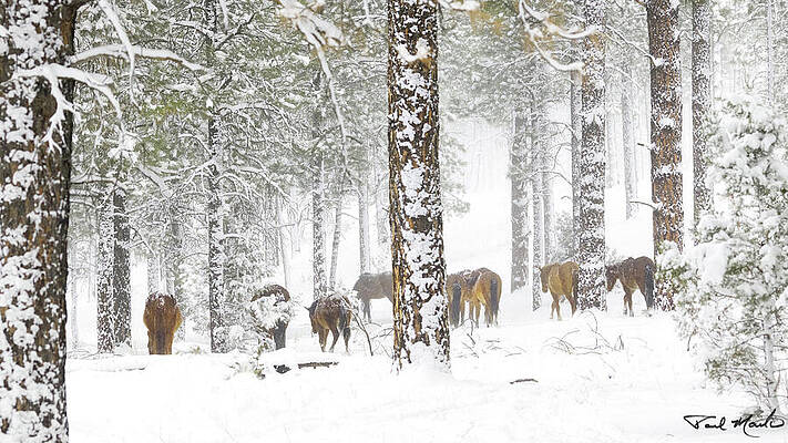 Arizona Photograph - Winter In The Forest. by Paul Martin