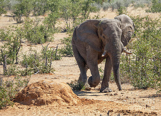 Landscape Photograph - African Elephant Nearby Olifantsrus Waterhole, Wildlife In Etosh #1 by Sami Sarkis Photography