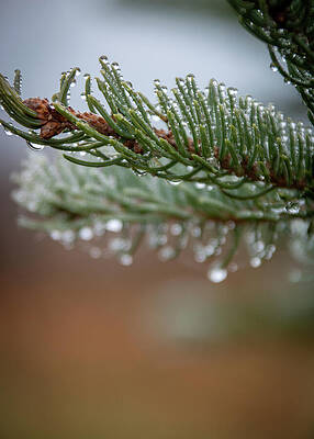 Wall Art featuring the photograph Almost Winter #1 by Linda Triplett