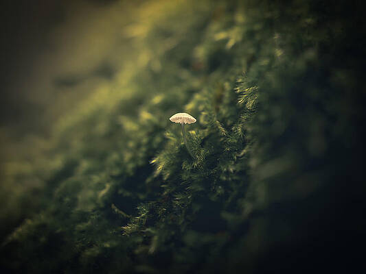 Raw Photograph - Alone In A Sea Of Green #1 by Scott Lyons