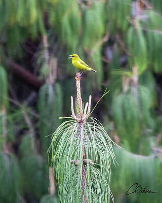 Wall Art featuring the photograph Amahiki Honeycreeper by Charlie Osborn