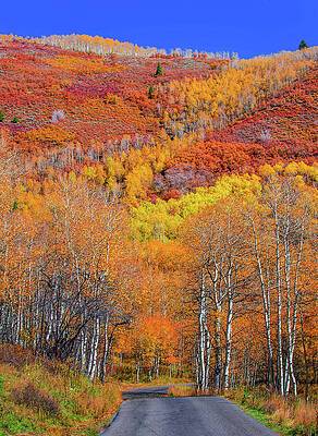 Color Photograph - Aspen Fire #1 by Abbie Warnock