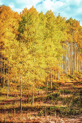 Yellow Wall Art featuring the photograph Aspen Forest In Colorado #1 by Kevin Schwalbe