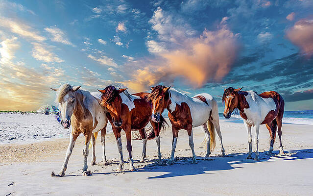 Sky Wall Art featuring the photograph Assateague Island, Ponies #2 by Louis Dallara