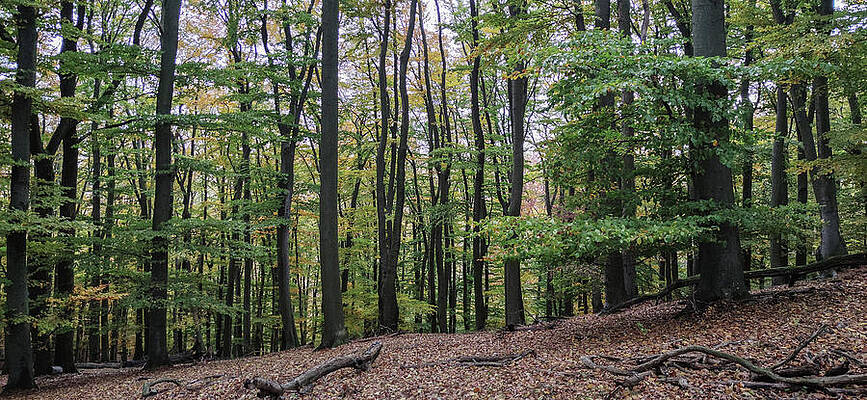 Tree Photograph - Autumn In The Forest #2 by Robert Grac