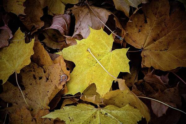 Tree Photograph - Autumn #1 by Robert Grac