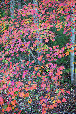 Colorful Photograph - Autumn White Poplar Leaves #1 by Charles Floyd