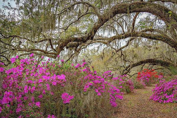 Serene Wall Art featuring the photograph Avenue Of Oaks In Spring #1 by Cindy Robinson