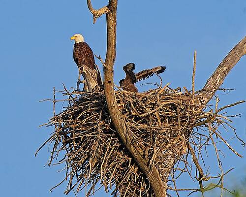 Wall Art featuring the photograph Bald Eagle And Eaglet, UW Arboretum, Madison, WI 3 #2 by Steven Ralser