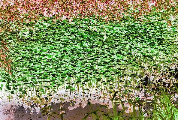 Wall Art featuring the photograph Beaver Pond #1 by Bruce Block