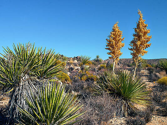 Wall Art featuring the photograph Been Through The Desert #1 by Joe Schofield