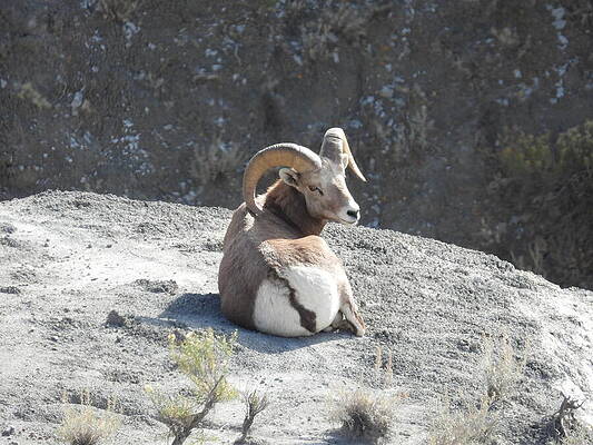 Theodore Roosevelt National Park Photograph - Big Horn Sheep Ram 1 #1 by Amanda R Wright