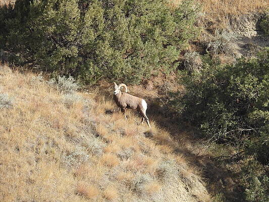 Theodore Roosevelt National Park Photograph - Big Horn Sheep Ram 10 #1 by Amanda R Wright