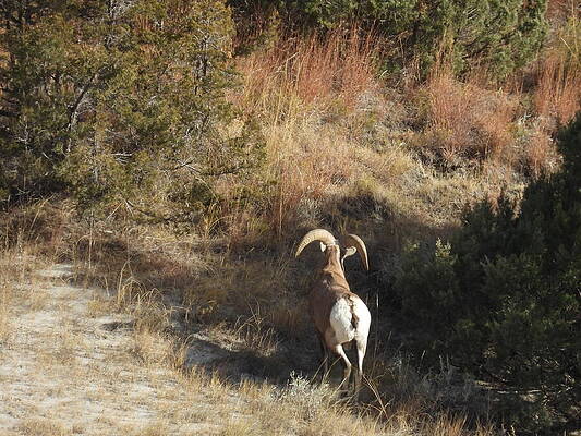 Theodore Roosevelt National Park Photograph - Big Horn Sheep Ram 11 #1 by Amanda R Wright