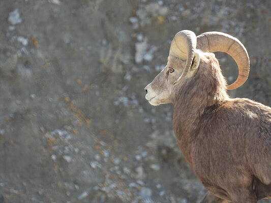 Theodore Roosevelt National Park Photograph - Big Horn Sheep Ram 3 #1 by Amanda R Wright