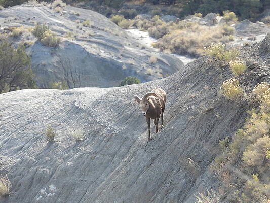 Theodore Roosevelt National Park Photograph - Big Horn Sheep Ram 4 #1 by Amanda R Wright