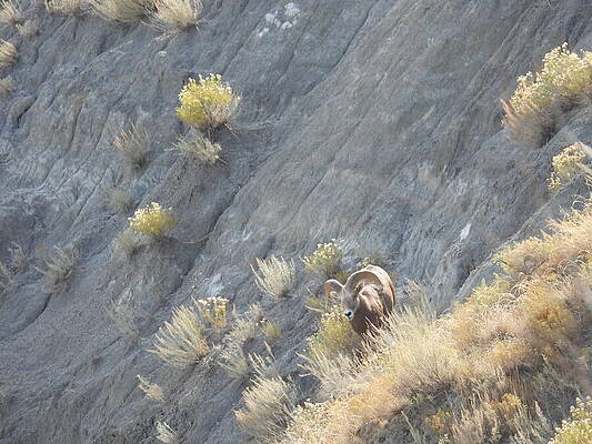 Theodore Roosevelt National Park Photograph - Big Horn Sheep Ram 5 #1 by Amanda R Wright