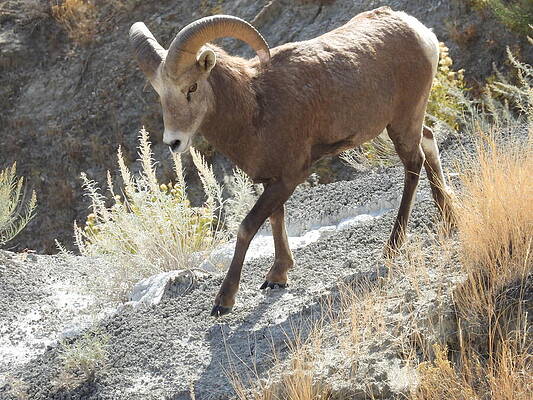 Theodore Roosevelt National Park Photograph - Big Horn Sheep Ram 6 #1 by Amanda R Wright