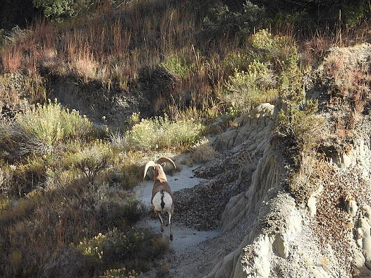 Theodore Roosevelt National Park Photograph - Big Horn Sheep Ram 7 #1 by Amanda R Wright
