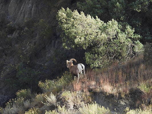 Theodore Roosevelt National Park Photograph - Big Horn Sheep Ram 8 #1 by Amanda R Wright