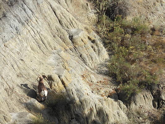 Theodore Roosevelt National Park Photograph - Big Horn Sheep Ram 9 #1 by Amanda R Wright
