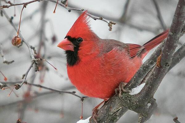 Cardinal Photograph - Big Red #1 by Robert Allen Hill