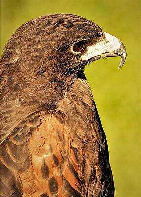 Wall Art featuring the photograph Bird2 by John Linnemeyer