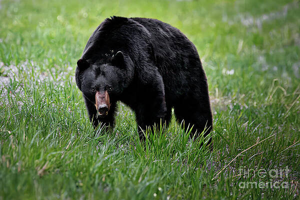Wild Wall Art featuring the photograph Black Bear #1 by Thomas Nay