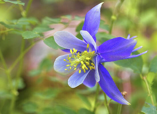 Wildflower Photograph - Blue Columbine #2 by Bob Falcone