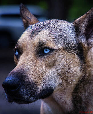 Dog Photograph - Blue Eyes #1 by Rene Vasquez