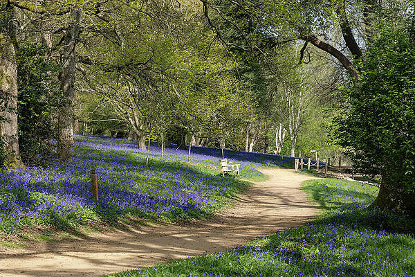 Spring Wall Art featuring the photograph Blue Haze #2 by Shirley Mitchell