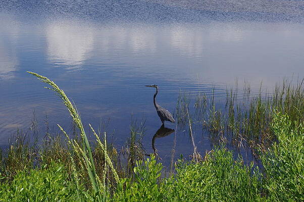 Nature Photograph - Blue Heron by Murray Croft
