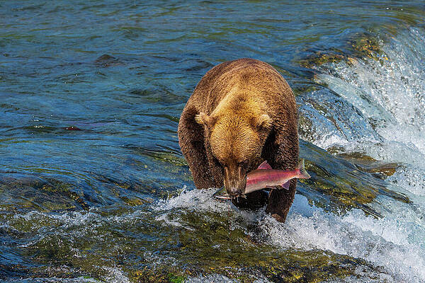 Bear Catching Salmon in River Wall Art