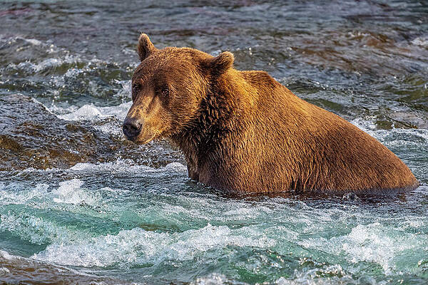 Brown Bear in River Wall Art