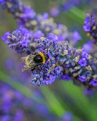 Photograph - Busy Bumble Bee by Charnwood Photography Fine Art