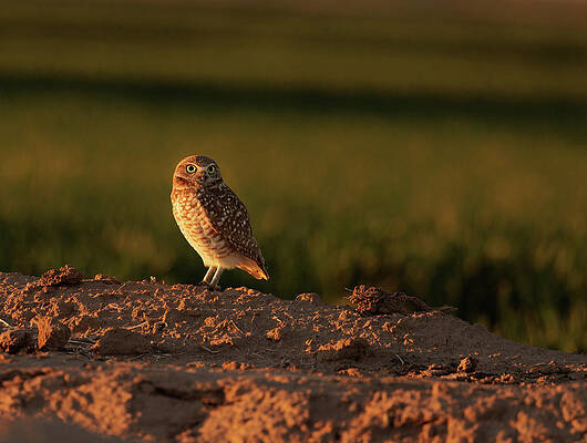 Wall Art featuring the photograph Burrowing Owl 5 by Jean Noren