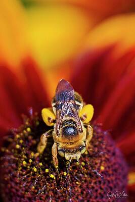Photograph - Busy Bee by Jeffrey Kolker
