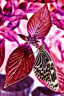 Butterfly Photograph - Butterfly #1 by Bruce Block