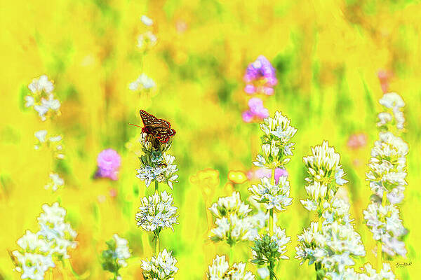 Butterfly on Wildflowers Photograph