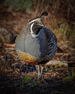 Beak Photograph - California Quail #1 by Joe Fisher