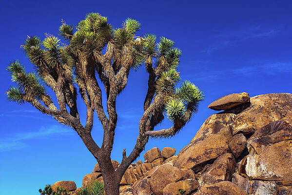 Tree Photograph - Cap Rock, Joshua Tree NP, California #1 by Abbie Warnock