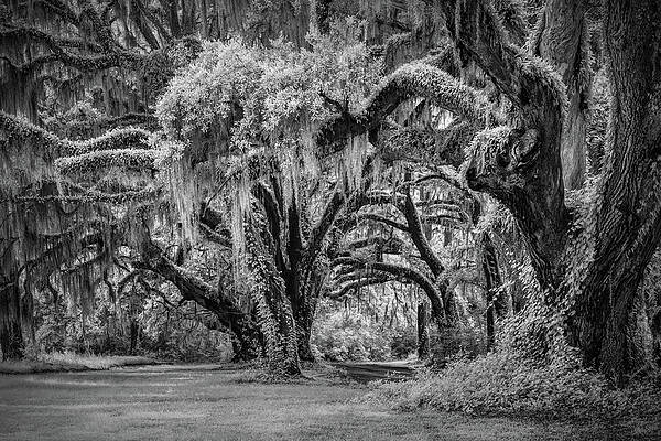 Wall Art featuring the photograph Carolina Canopy - Infrared BW by Maryanne Keeling