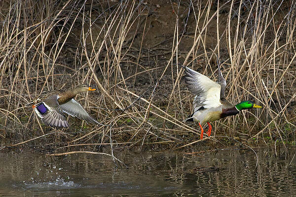 Photograph - Catahoula Mallards by Jim E Johnson