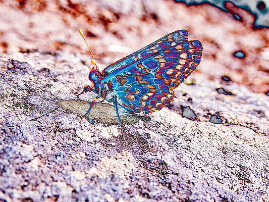 Butterfly Photograph - Checkerspot Butterfly #1 by Bruce Block