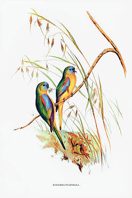 Digital Art - Chestnut-shouldered Grass-Parakeet By Elizabeth Gould by The Luxury Art Collection